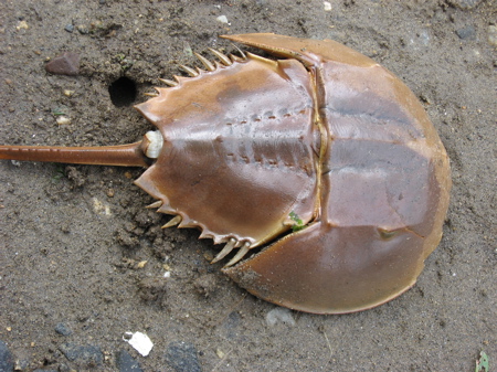 Horseshoe Crab right side up,