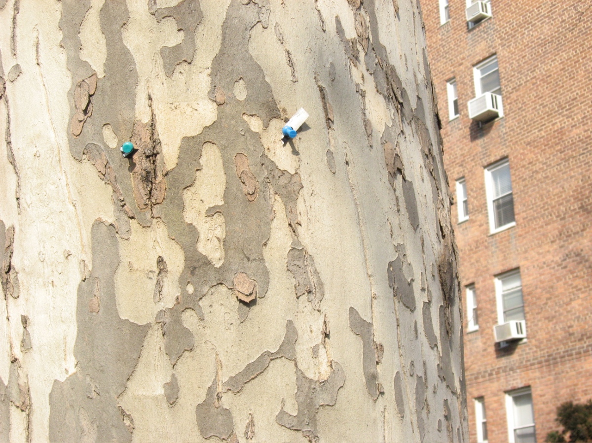 Pushpins on tree trunk.  Thieriot Avenue between Wood and Archer.